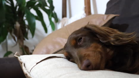 Schlafender-Wursthund-öffnet-Seine-Augen,-Bevor-Er-Wieder-Einschläft