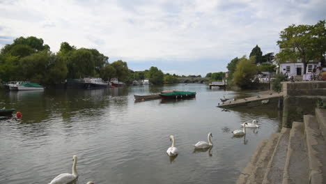 White-swans-hope-to-be-fed-by-steps-at-Riverside-Green-on-River-Thames