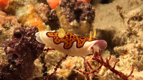 Goniobranchus-coi-Nudibranch-close-up-on-colorful-tropical-coral-reef