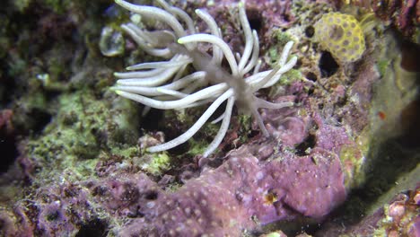 Aelolidida-Nacktschnecke-Hautnah-Am-Tropischen-Korallenriff