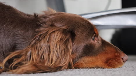 Brauner-Wursthund,-Der-Auf-Dem-Teppichboden-Liegt