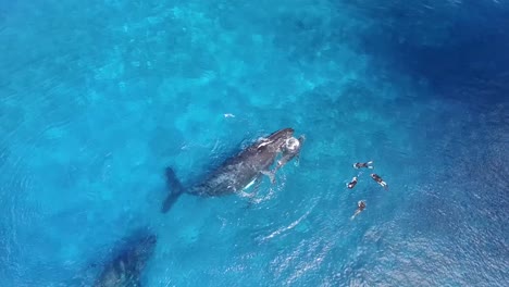 Snorkeling-by-humpback-whales-family-in-Tonga-blue-waters,-aerial-shot