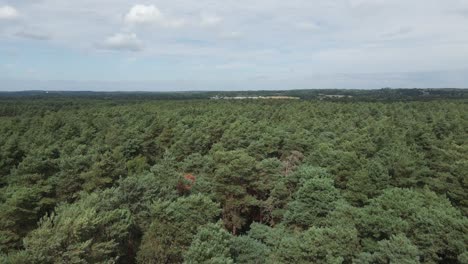 Low,-slow-aerial-skims-canopy-of-dense-boreal-forest-in-UK-countryside