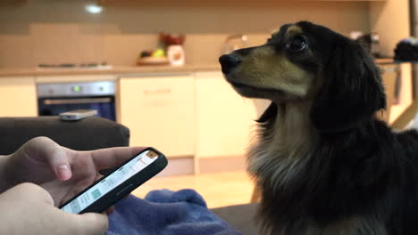 Sausage-dog-stares-up-at-owner-who-is-distracted-on-their-phone