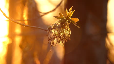 Closeup-of-budding-maple-tree-during-golden-hour