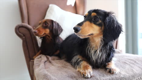 Two-wet-sausage-dogs-lying-on-a-towel-upon-a-brown-arm-chair-at-home