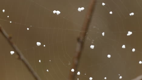 Kanadas-Letzter-Schneefall-Der-Saison-Landet-Auf-Einem-Wunderschönen-Spinnennetz-Im-Wald
