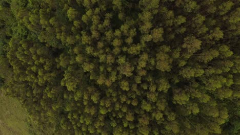 Aerial-view-of-trees-in-a-wood-in-Asturias