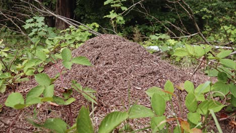 Ameisenkolonie-Im-Wald,-Umgeben-Von-Pflanzen