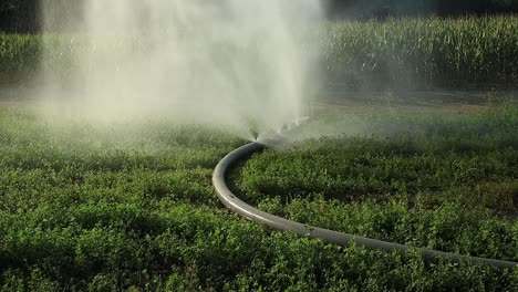 Wasting-precious-water-during-a-water-crisis,-agricultural-irrigation-hose-leaks-water-from-several-holes