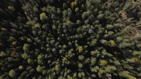 Aerial-Footage-of-Remote-Pine-Forest-in-Finland-on-a-Sunny-Day