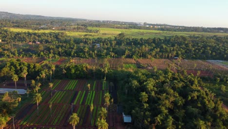 Aerial:-plantation-fields-the-outskirts-of-Asuncion,-Paraguay