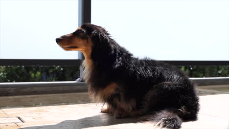 Wet-sausage-dog-drying-outside-in-the-sunlight-on-balcony