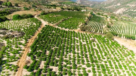 Luftdrohnen-sonnenuntergangaufnahmen-Von-Weinbergen,-Reihen-Von-Goldgrünen-Traubenfeldern-In-Koilani,-Limassol,-Zypern-4