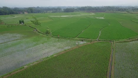 Vorwärtsdrohnenaufnahme-Eines-Bauern,-Der-Auf-Dem-überfluteten-Reisfeld-Mit-Junger-Reispflanze-Mit-Schönem-Muster-Arbeitet