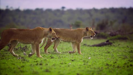 Female-lions-are-moving-in-their-natural-surrounds-through-grass-and-trees