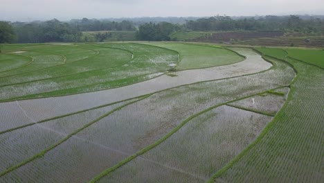 Orbit-drone-shot-of-flooded-rice-field-with-young-paddy-plant-with-beautiful-pattern-in-in-cloudy-sky