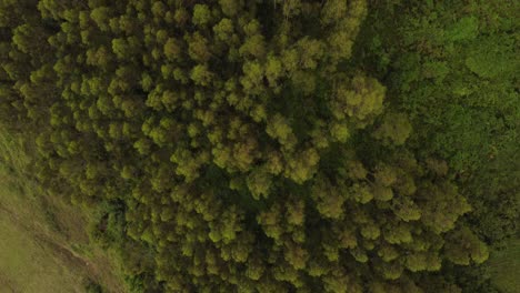 Aerial-view-of-trees-in-the-wood-in-Asturias