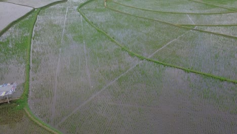 Bird-eye-shot-of-flooded-rice-field-with-planted-young-paddy-plant