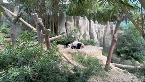 Cinematic-bamboo-forest-environment,-a-cute-giant-panda,-ailuropoda-melanoleuca,-yawning-and-changing-its-sleeping-position-during-nap-time-at-Singapore-zoo,-Mandai-wildlife-reserve,-Southeast-Asia