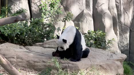 Panda-Gigante-Peludo-Perezoso,-Ailuropoda-Melanoleuca,-Despertado-Después-De-Una-Siesta-En-Una-Posición-Sentada,-Bostezando-Y-Sacando-La-Lengua-En-El-Zoológico-De-Singapur,-Reserva-De-Vida-Silvestre-De-Mandai,-Sudeste-De-Asia