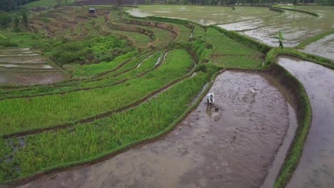 Orbit-drone-shot-of-farmer-working-on-the-rice-field