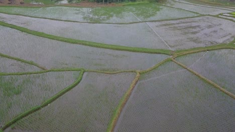Vogelperspektive-Drohnenaufnahme-Eines-Schönen-Musters-Von-überfluteten-Reisfeldern,-Die-Mit-Jungen-Reispflanzen-Bepflanzt-Sind