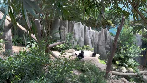 Cinematic-handheld-motion-capturing-a-lazy-sleepy-giant-panda,-ailuropoda-melanoleuca,-sleeping-on-the-belly-on-a-relaxing-afternoon-in-its-habitat-at-Singapore-zoo,-Mandai-wildlife-reserve