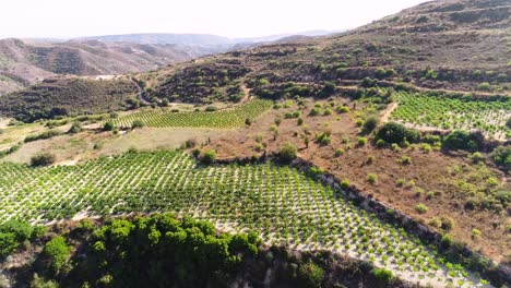 Aerial-drone-sunset-footage-of-vineyards,-rows-of-golden-green-grape-fields-in-Koilani,-Limassol,-Cyprus-3