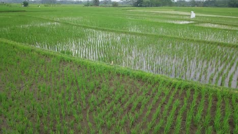 Orbit-shot-of-a-bird-Ardeidae-stand-up-on-the-middle-of-rice-field