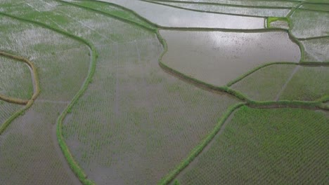 Schönes-Muster-Von-Reisfeldern,-Aufgenommen-Von-Drohnenaufnahmen