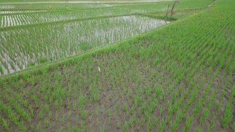 A-bird-Ardeidae-stand-up-on-the-middle-of-rice-field