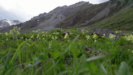 Insekten-Schwirren-Um-Wilde-Blumen-Herum,-Die-Auf-Einer-Alpenwiese-Wachsen,-Die-Von-Steilen-Berggipfeln-In-Der-Schweiz-Umgeben-Ist