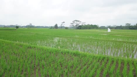 Tiefwinkeldrohnenaufnahme-Eines-überfluteten-Reisfeldes-Mit-Junger-Reispflanze-Am-Morgen