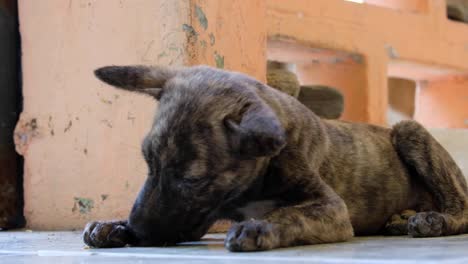 Adorable-tiny-black-and-brown-puppy-laying-down,-relaxing,-licking-and-cleaning-its-dirty-paws,-close-up-of-cute-small-dog