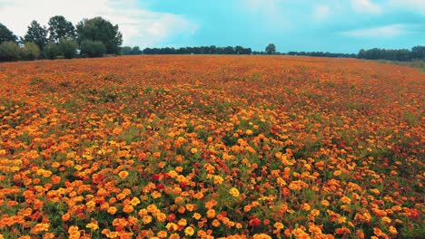 Jib-slowly-lowering-into-orange-marigold-flower-garden-nursery-dutch-summer-time