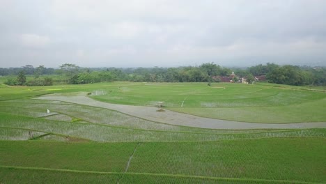 Rückwärtsdrohnenaufnahme-Eines-überfluteten-Reisfeldes-Mit-Junger-Reispflanze-Mit-Schönem-Muster-In-Bewölktem-Himmel