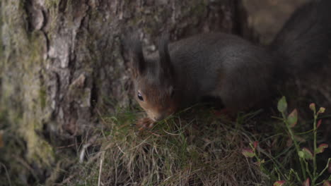 Close-up-Slowmotion-Shot-Of-A-Young-Red-Squirrel-Being-Curious