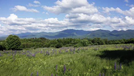 Intro-shot-of-lupine-field-with-relaxing-wind-and-mountains