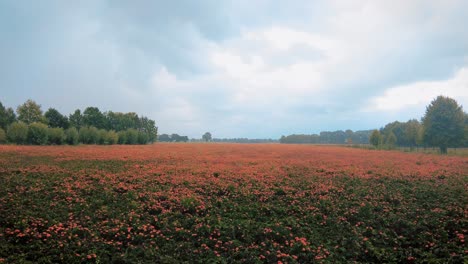 Wide-shot-of-meadows-in-rain-marigold-orange-flower-garden-nursery-Netherlands