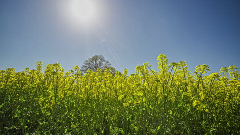 Time-lapse-of-a-field-of-yellow-rapeseed-flowers-under-big-sun