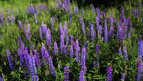 Unbelievable-crane-shot-lupine-flowers-with-windy-grass