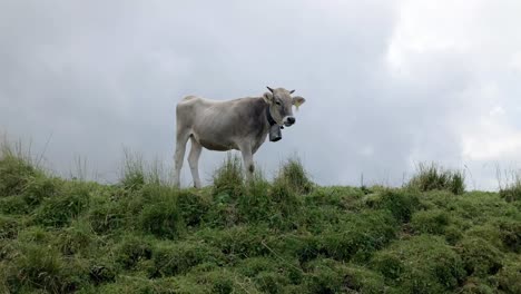 Vaca-Con-Cencerro-De-Perlas-En-Las-Colinas-De-Baviera-Mirando-A-Su-Alrededor