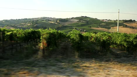 Weinberge-Eines-Produktionsgebiets-Von-Verdicchio-Wein,-Gesehen-Von-Einem-Auto,-Das-Durch-Die-Italienischen-Hügel-Fährt
