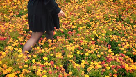 Women's-legs-walk-clumsy-through-orange-marigold-flower-garden-nursery-close-up