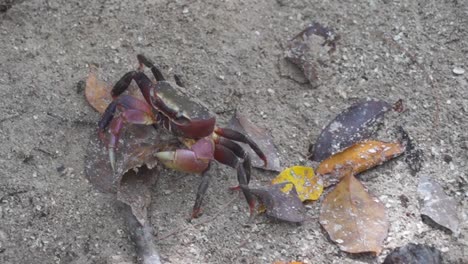 Seychelles-Land-Crab-walking-on-sand-holding-leaf-before-entering-hole