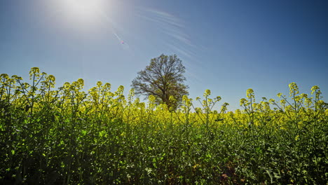 Low-angle-shot-of-beautiful-rapeseed-flowers-against-bright-blue-sky-in-timelapse