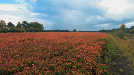 Wide-dolly-tracking-shot-meadows-marigold-orange-flower-garden-nursery-Netherlands