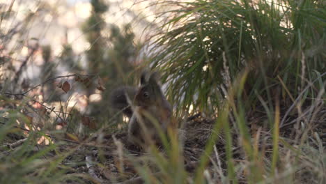 Slowmotion-Nahaufnahme-Eines-Eichhörnchens,-Das-Um-Einen-Waldboden-Springt