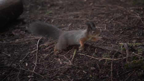 Tracking-Slowmotion-Shot-Of-A-Young-Squirrel-Running-Behind-A-Tree-Stump
